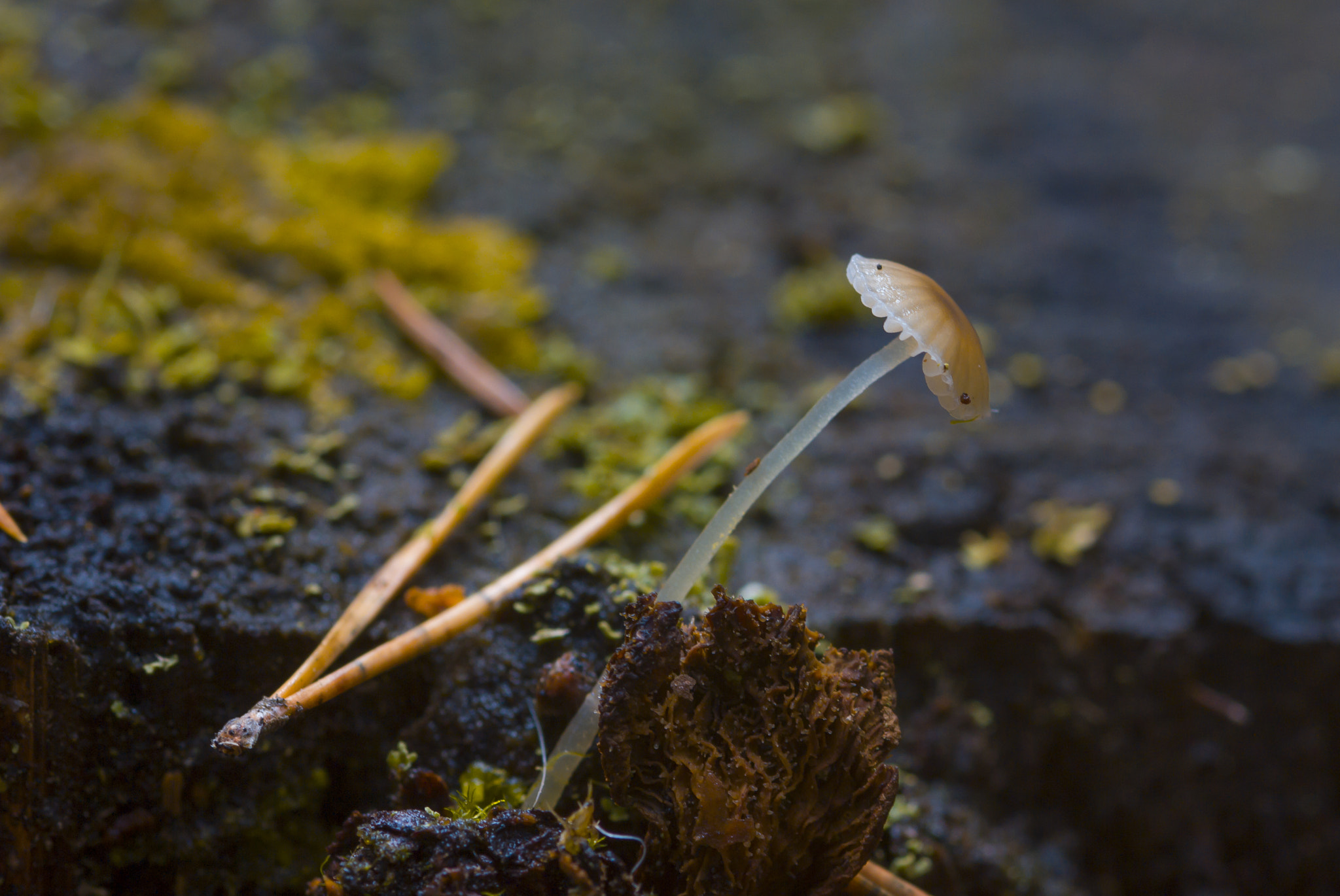 Sigma 105mm F2.8 EX DG Macro sample photo. *** photography