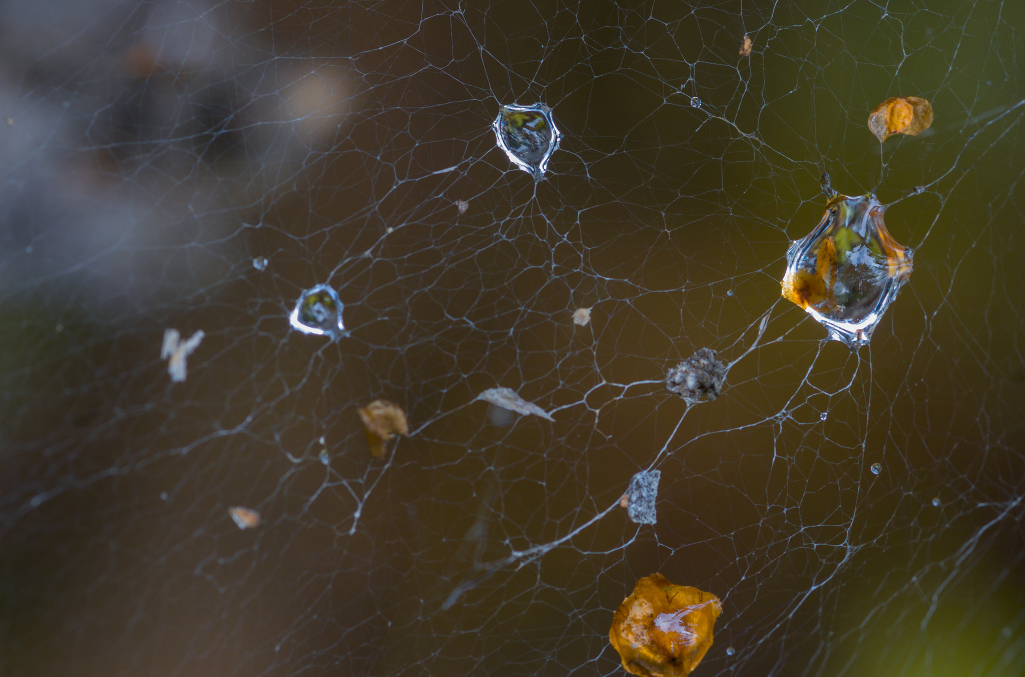 Sigma 105mm F2.8 EX DG Macro sample photo. Паутина photography