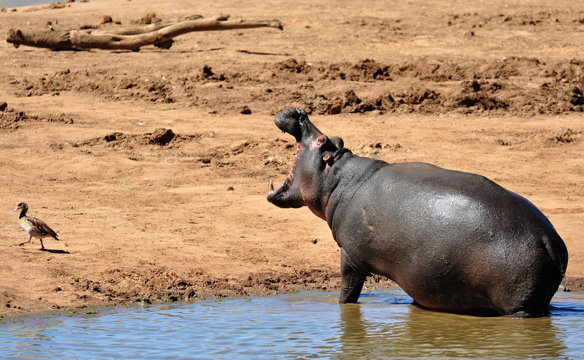 Nikon D90 + Tamron SP 150-600mm F5-6.3 Di VC USD sample photo. Hippo speaking with a duck photography