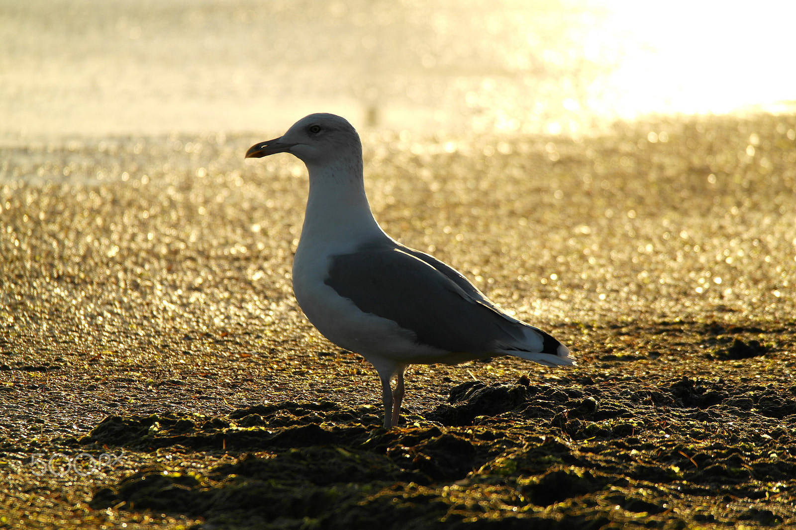 Samsung NX200 sample photo. Black sea - gulls and algae photography