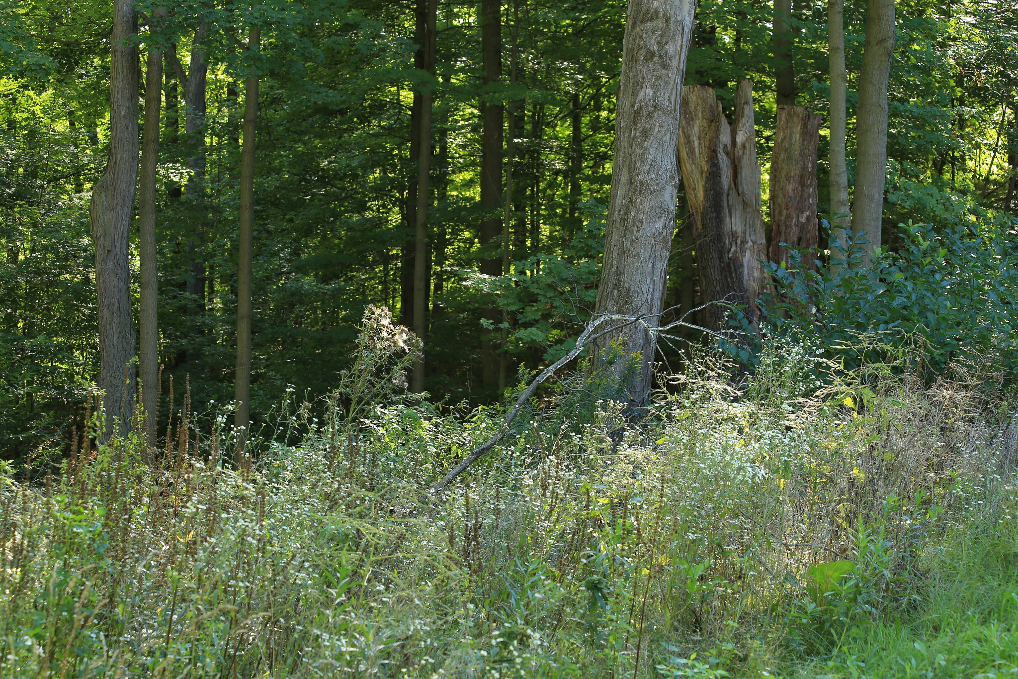 Canon EF 70-300mm F4-5.6 IS USM sample photo