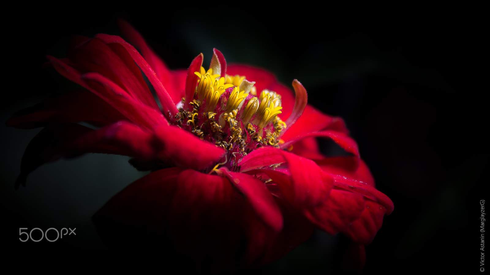 Sony SLT-A77 sample photo. Red flower photography