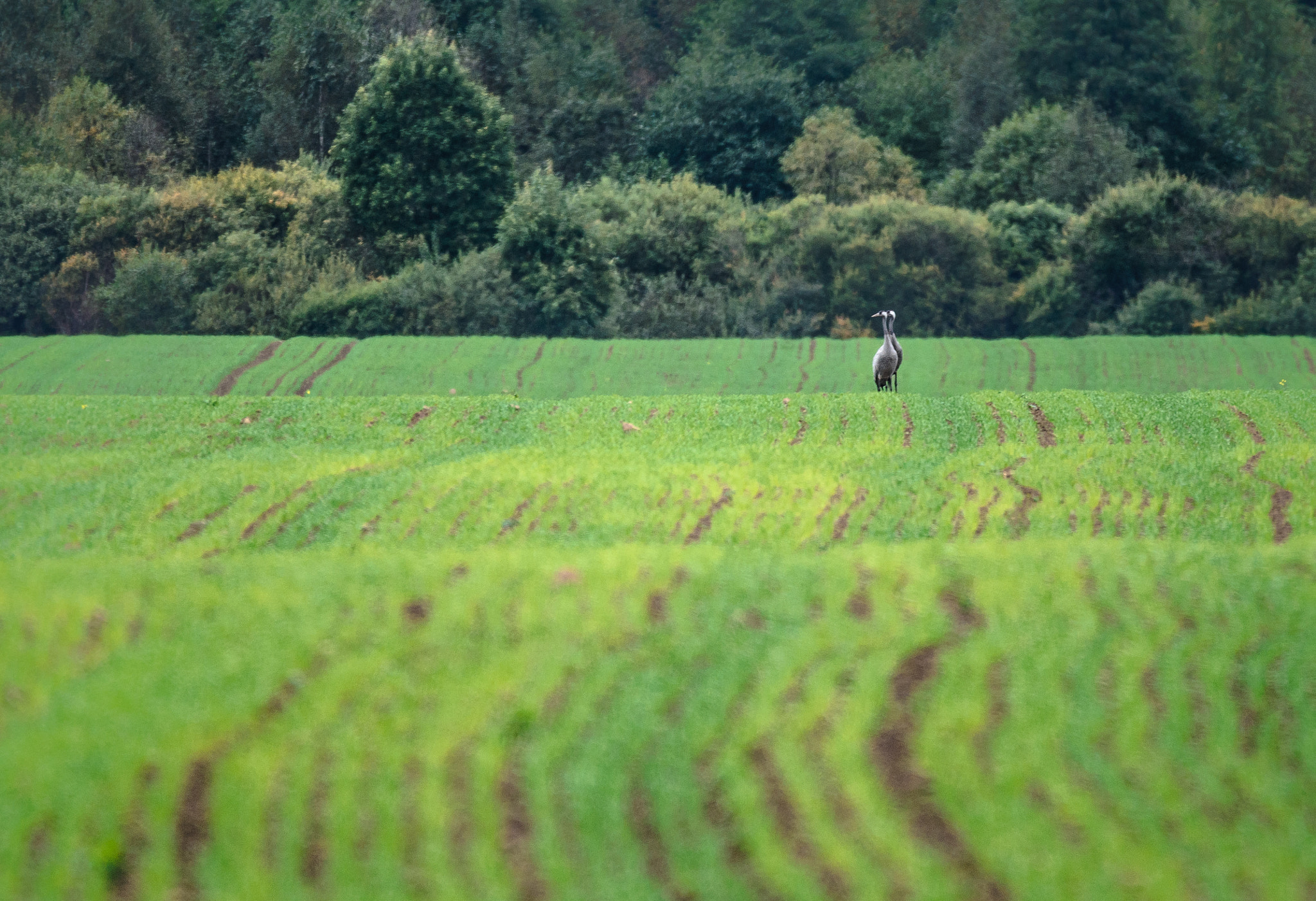 Sigma 150-600mm F5-6.3 DG OS HSM | S sample photo. Двойники в ритме озимых photography