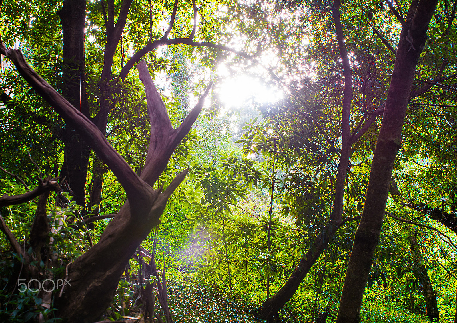 AF Zoom-Nikkor 28-85mm f/3.5-4.5 sample photo. Forest window photography