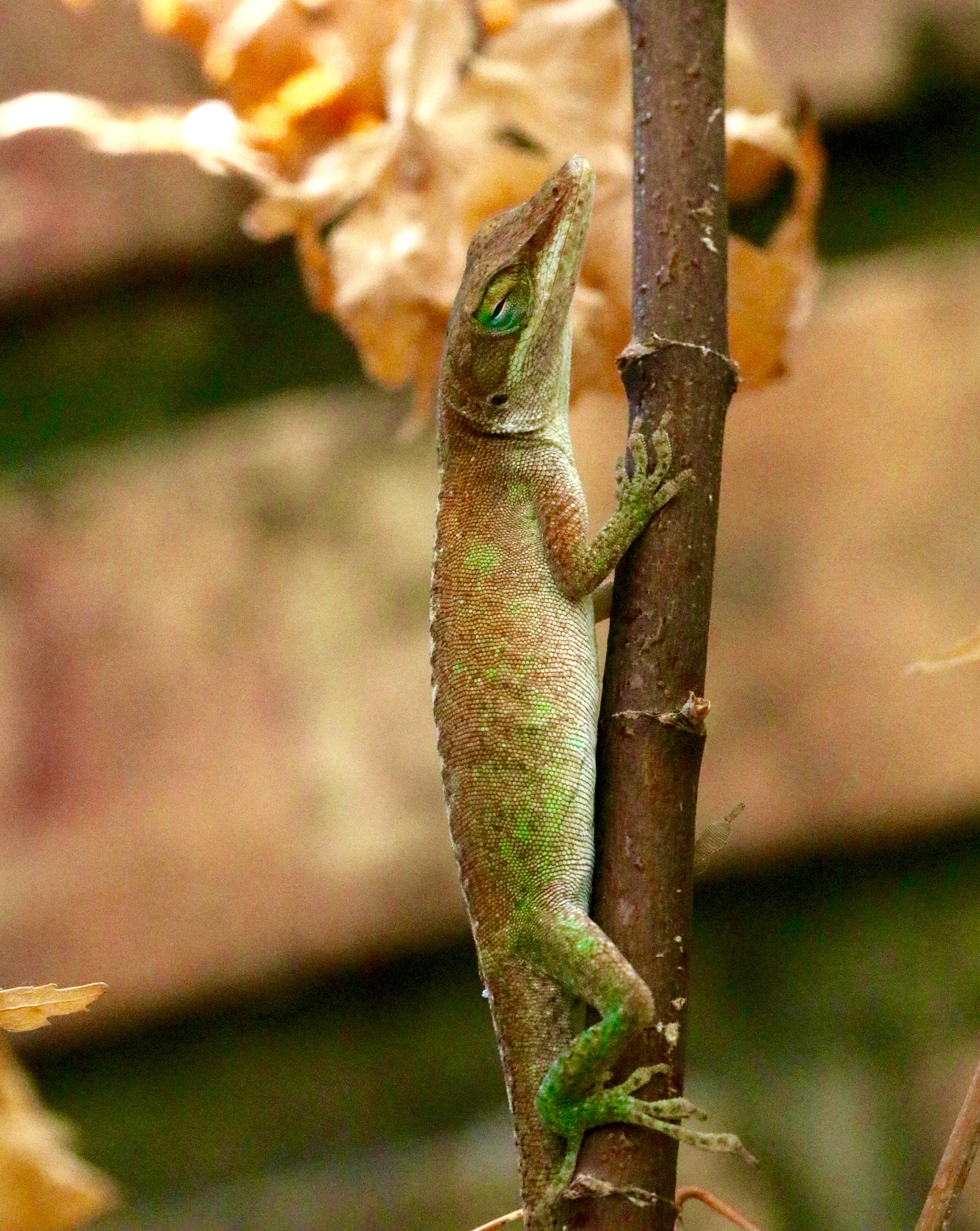 Canon EOS 80D + Canon EF 100mm F2.8L Macro IS USM sample photo. Green sleepy anole photography