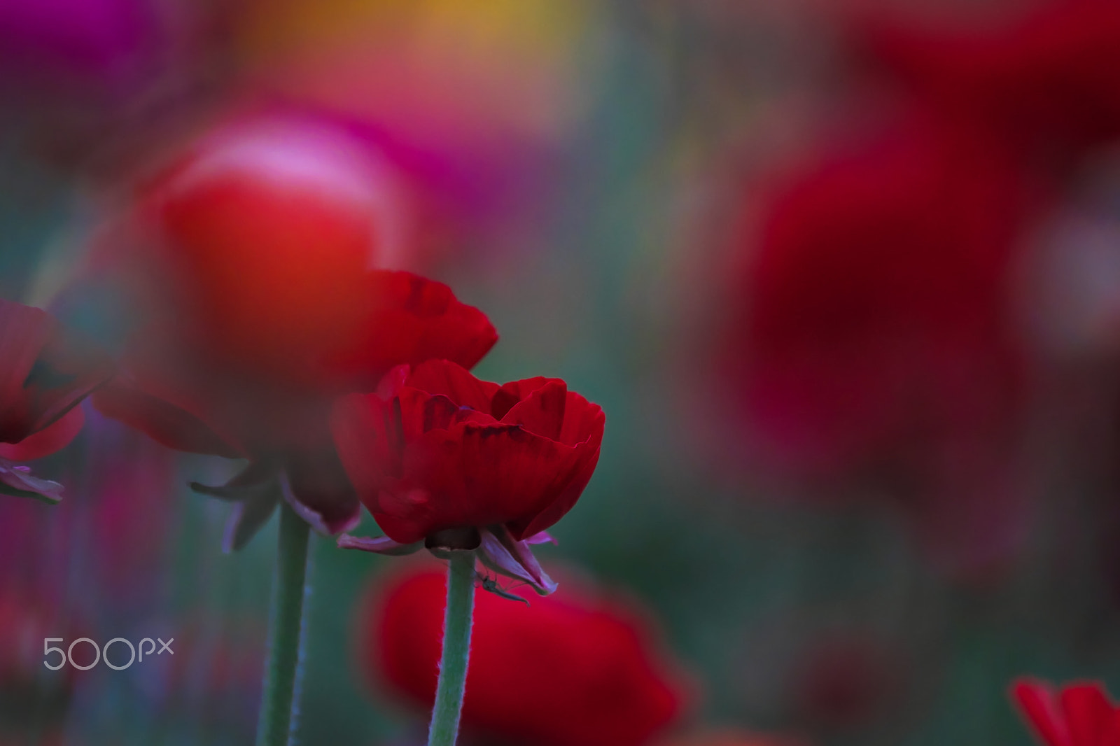 XF100-400mmF4.5-5.6 R LM OIS WR + 1.4x sample photo. Dreamy photography