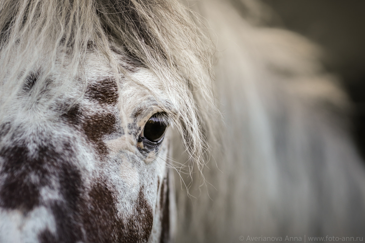Canon EOS 5D Mark IV + Canon EF 135mm F2L USM sample photo.  look photography