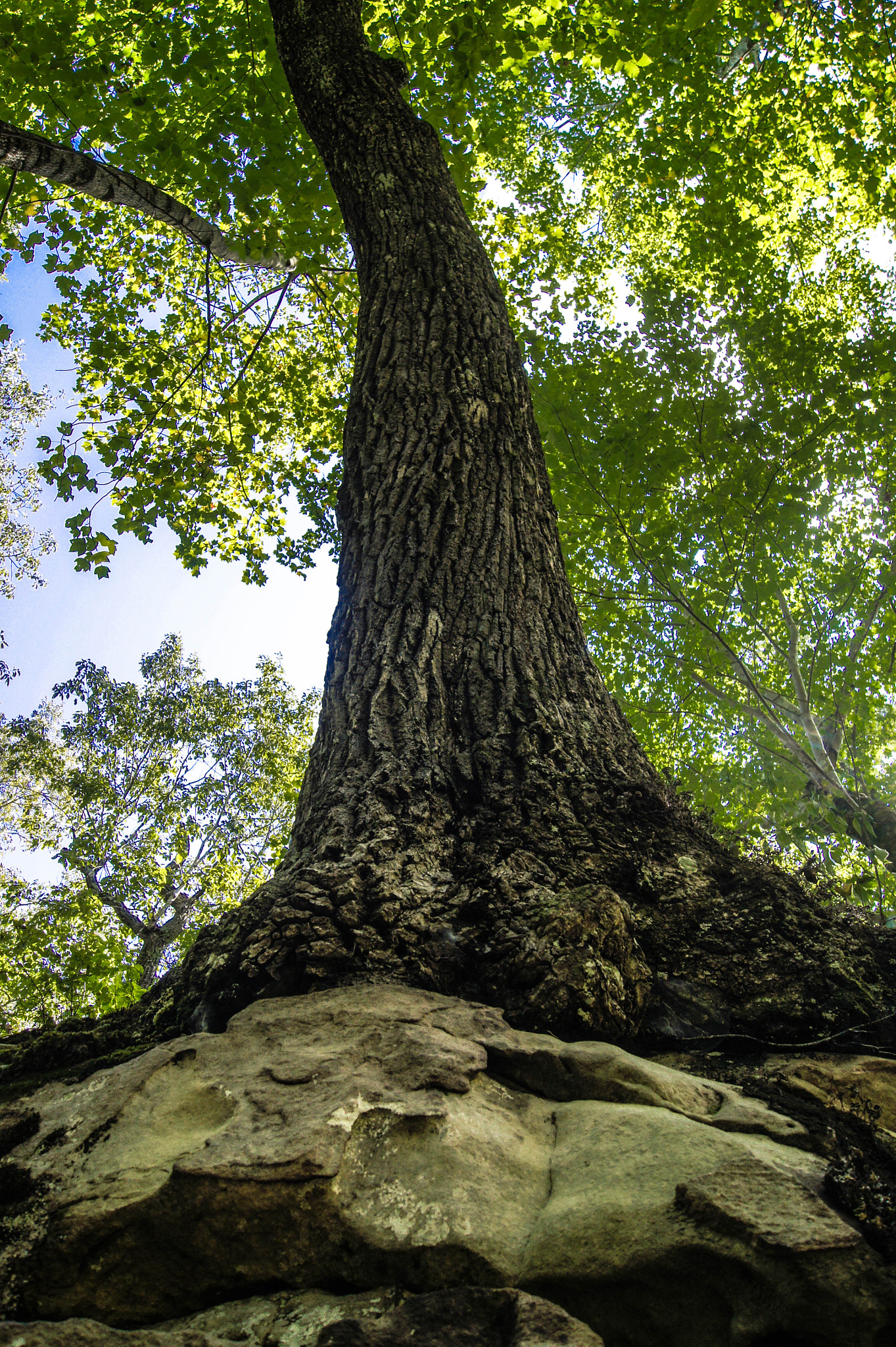 Sony SLT-A33 + Sony DT 18-55mm F3.5-5.6 SAM sample photo. Rooted photography