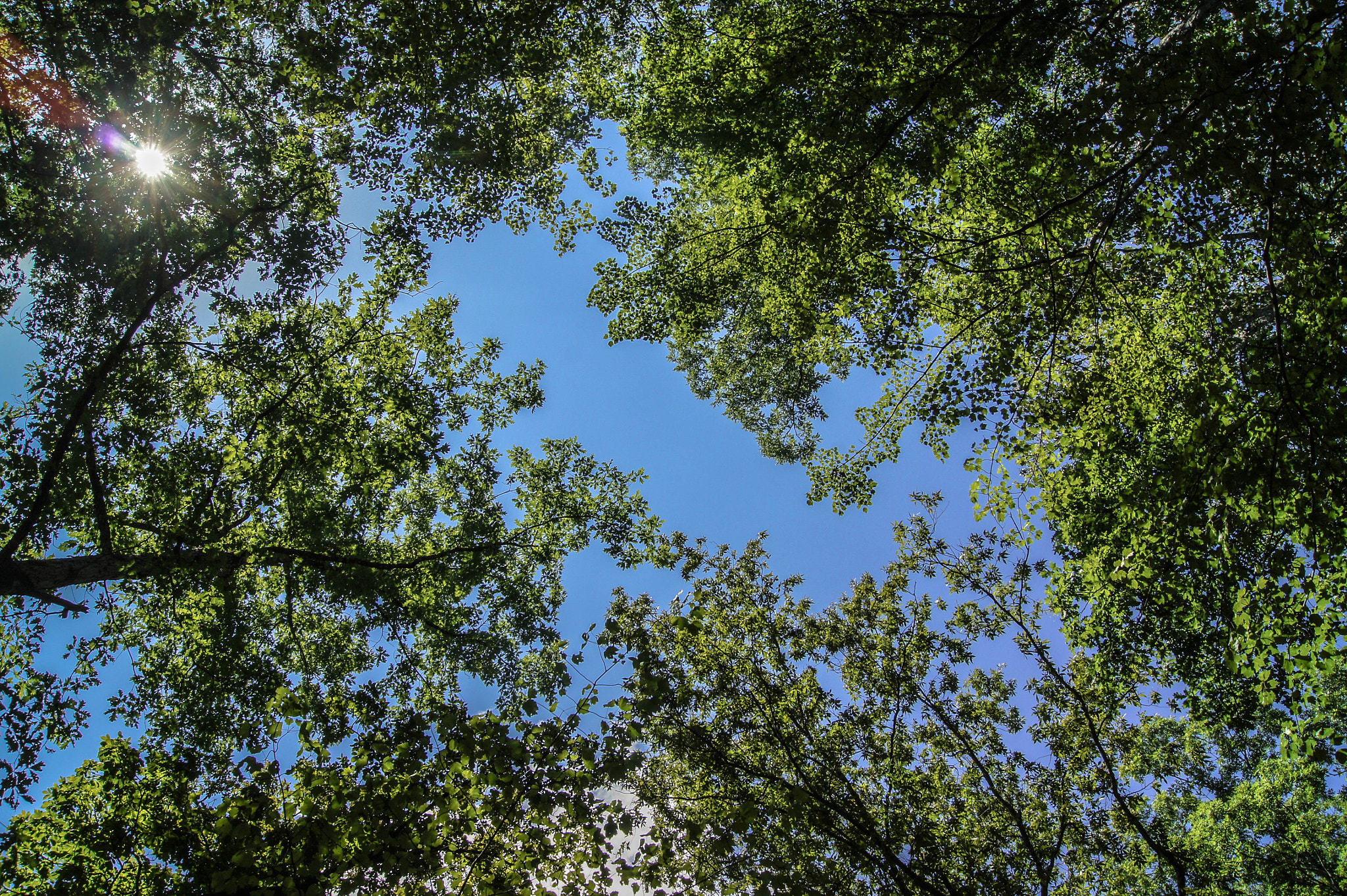 Sony SLT-A33 + Sony DT 18-55mm F3.5-5.6 SAM sample photo. Looking up photography