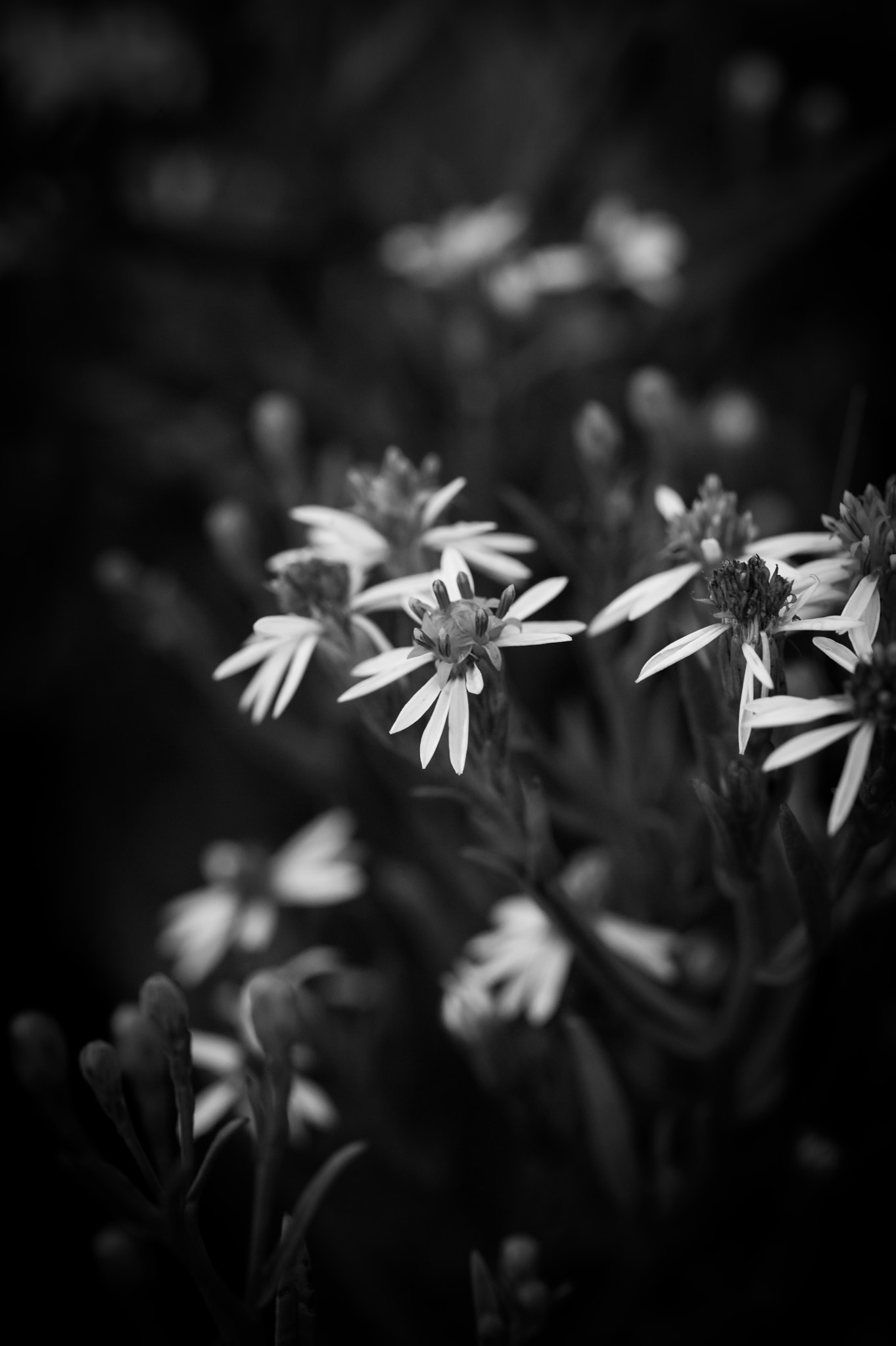 Sigma 105mm F2.8 EX DG OS HSM sample photo. Aster maritime photography