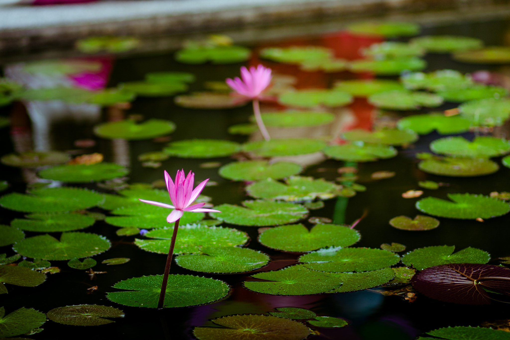 Canon EOS 40D + Canon EF 85mm F1.8 USM sample photo. Water lilies photography