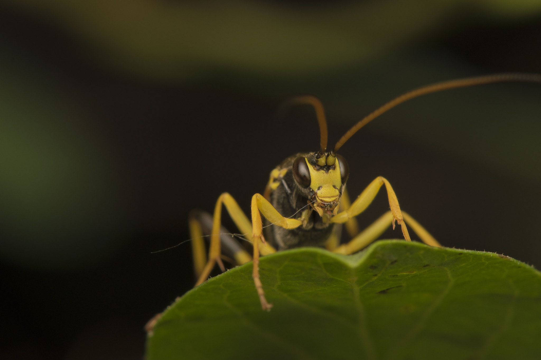 Nikon AF-S DX Micro-Nikkor 85mm F3.5G ED VR sample photo. Yellow insect photography