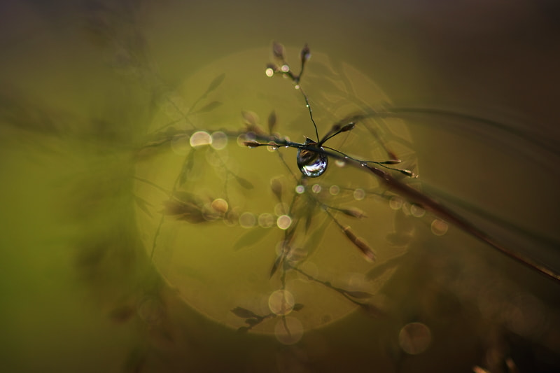 Pentax K-5 II + Sigma sample photo. Morning dew photography