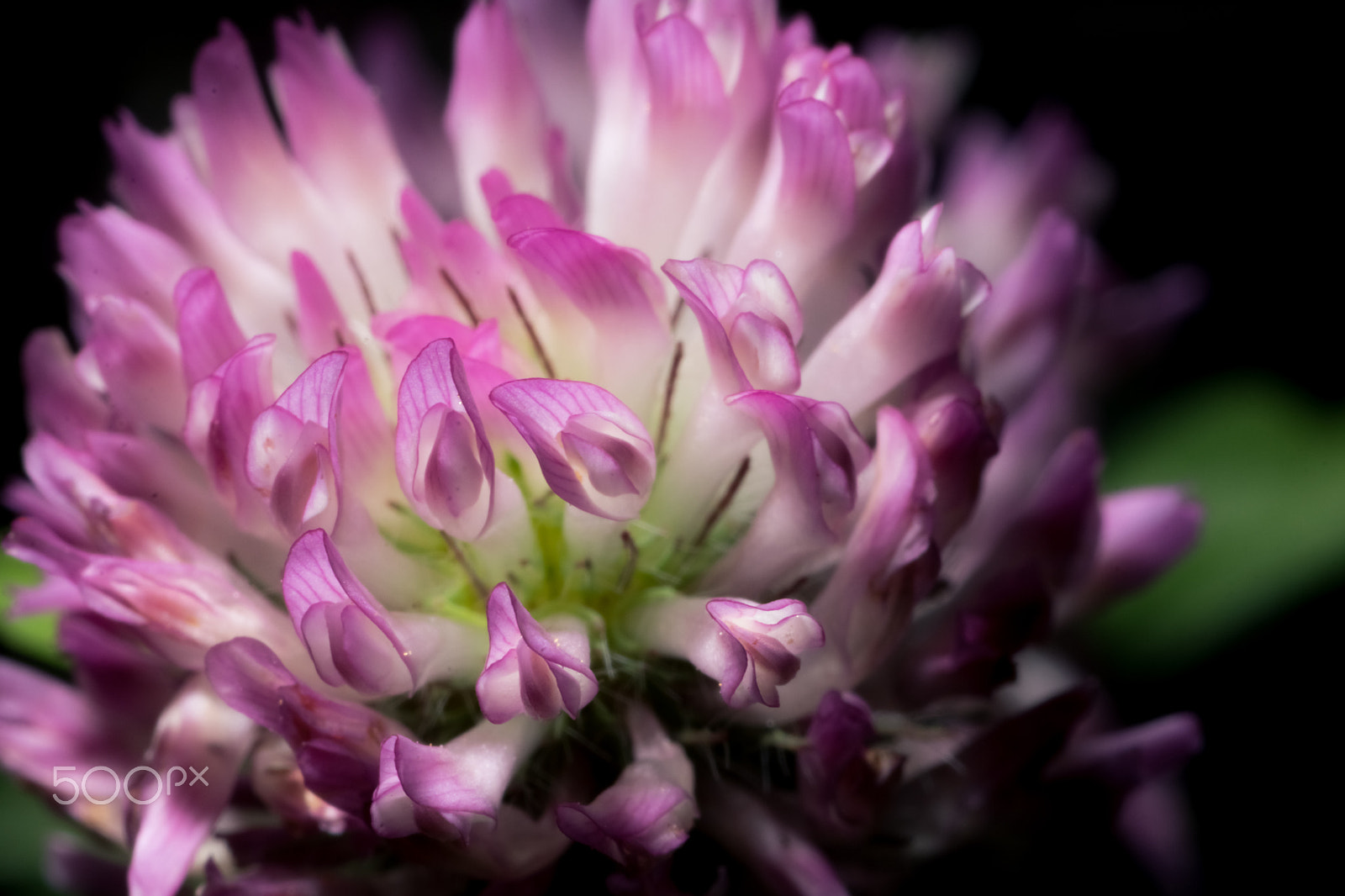 Canon EOS 80D + Canon EF 100mm F2.8 Macro USM sample photo. Clover blossom photography