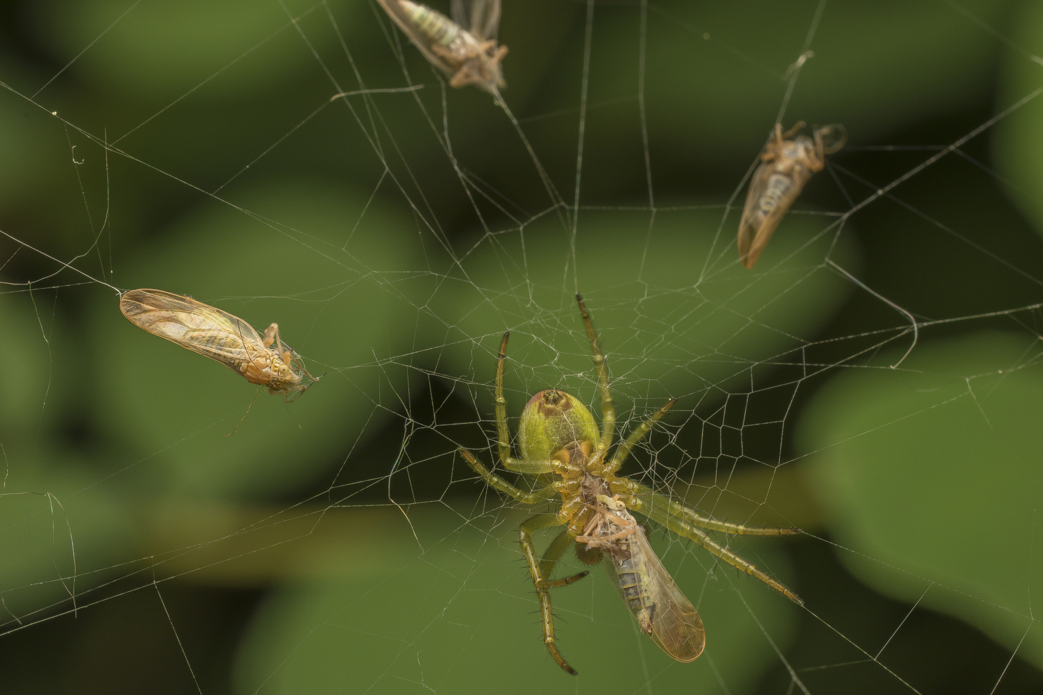 Nikon D5500 + Sigma 50mm F2.8 EX DG Macro sample photo. Green spider photography