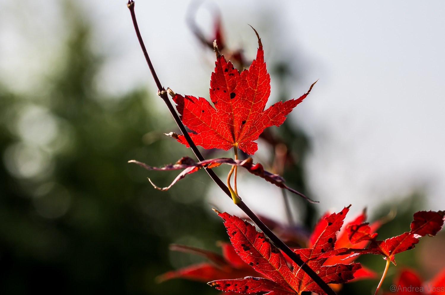 Canon EOS 60D + Canon EF 100mm F2.8L Macro IS USM sample photo. Autumn is coming photography
