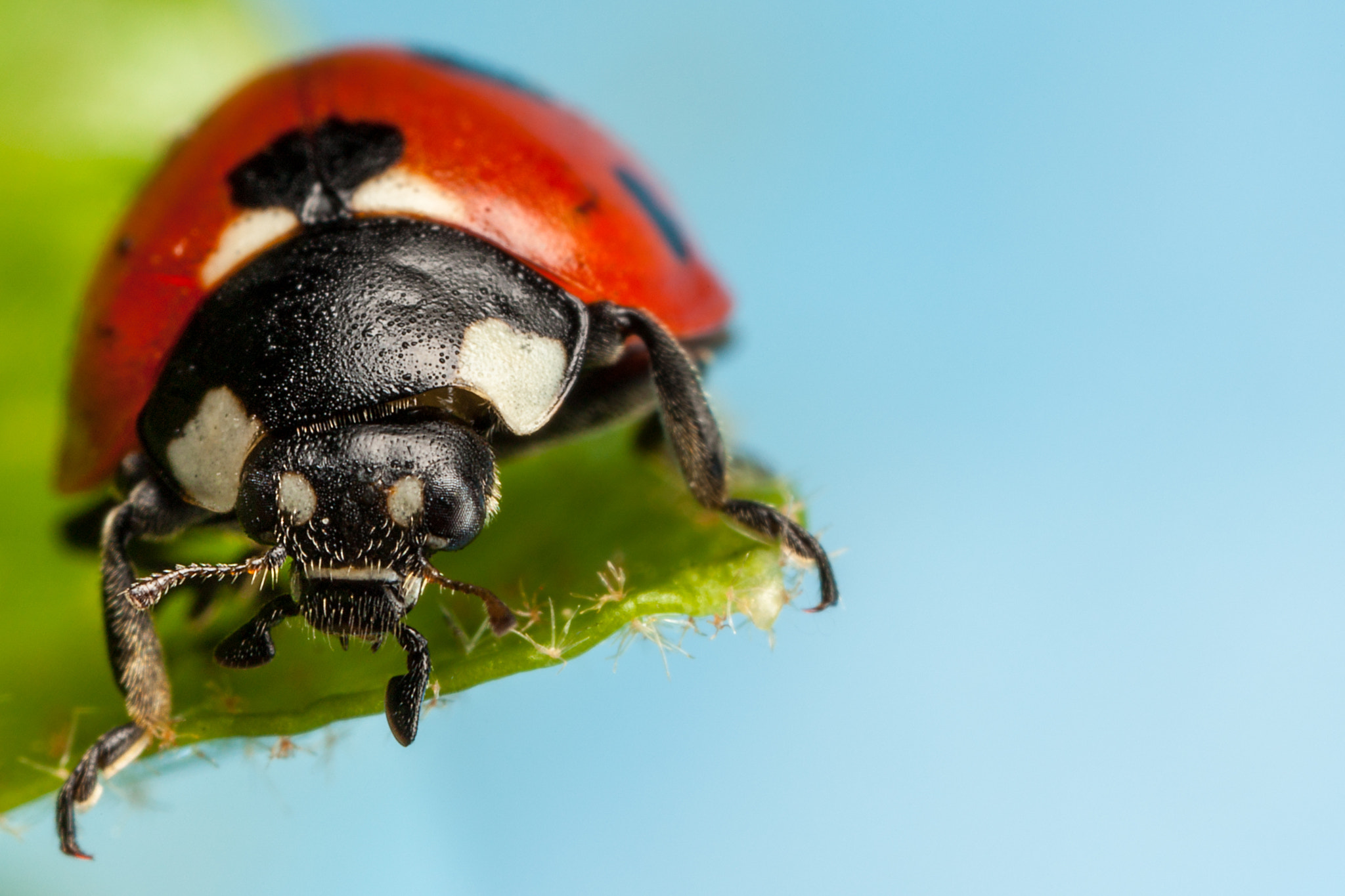 Canon EOS 5D Mark II sample photo. 7-spot ladybird photography