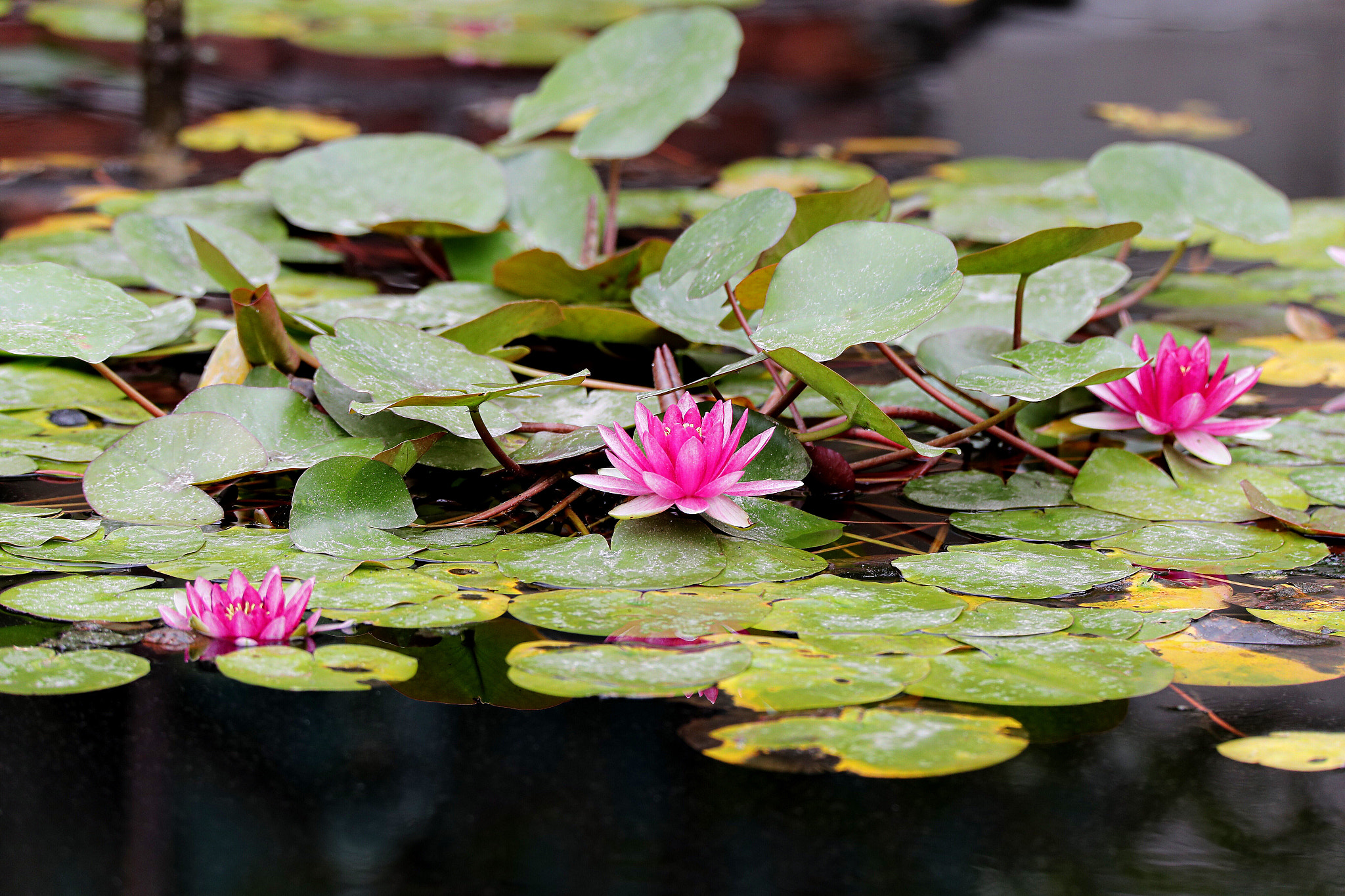 Tamron SP 150-600mm F5-6.3 Di VC USD sample photo