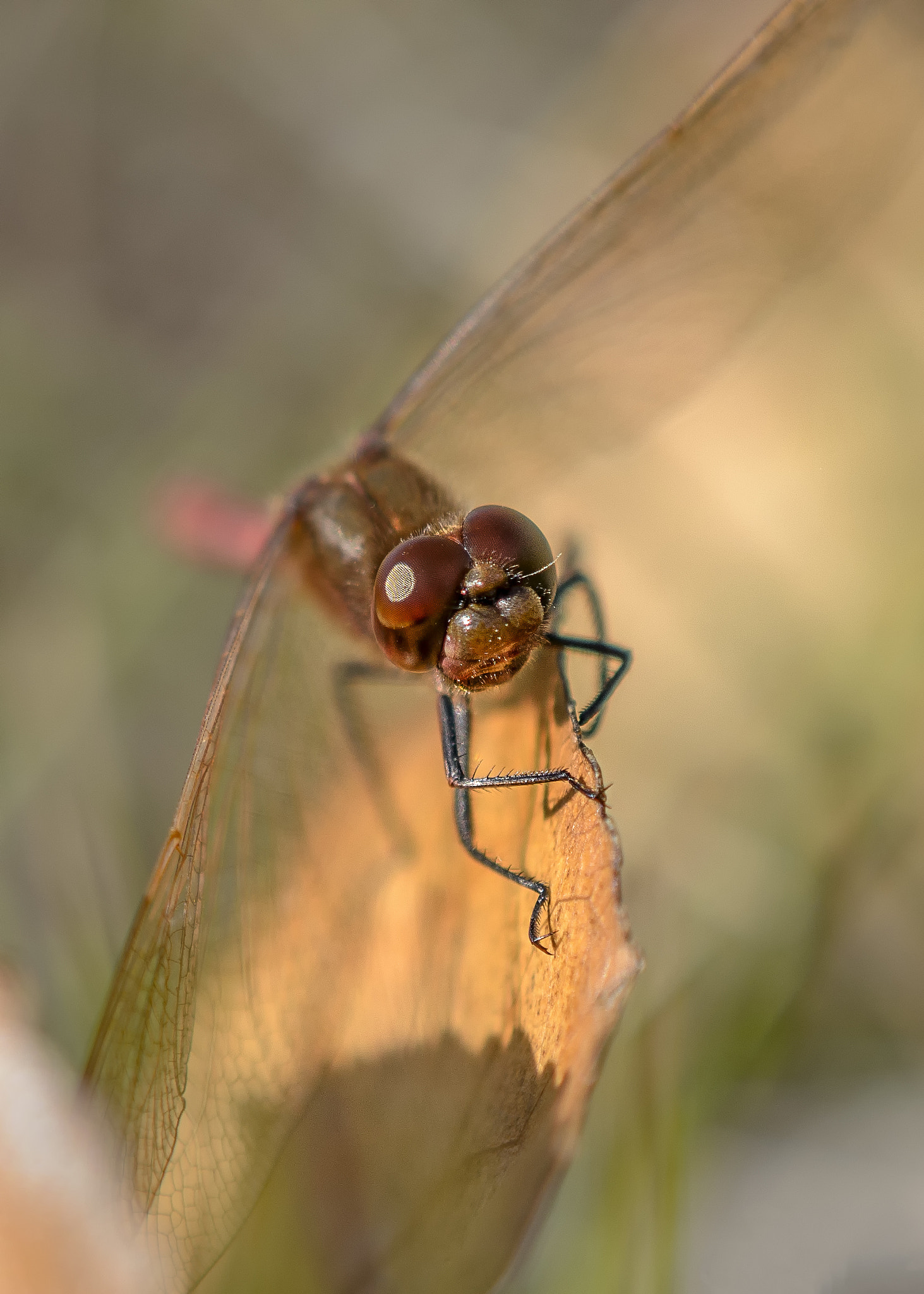 Nikon AF-S DX Micro-Nikkor 85mm F3.5G ED VR sample photo. September dragon photography