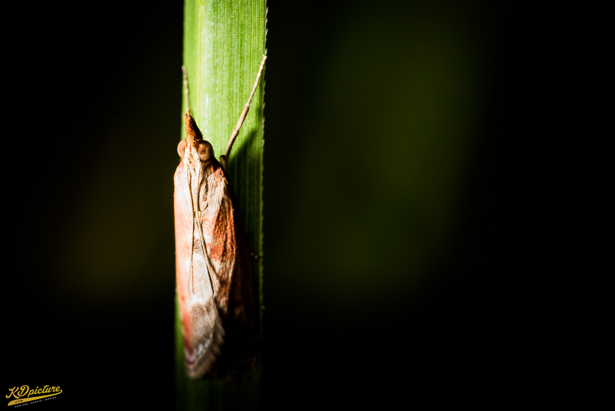 Nikon D750 + AF Nikkor 85mm f/1.8 sample photo. K macro photography