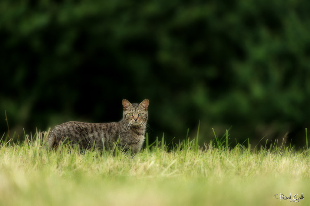 Nikon AF-S Nikkor 500mm F4G ED VR sample photo. Young forest cat photography