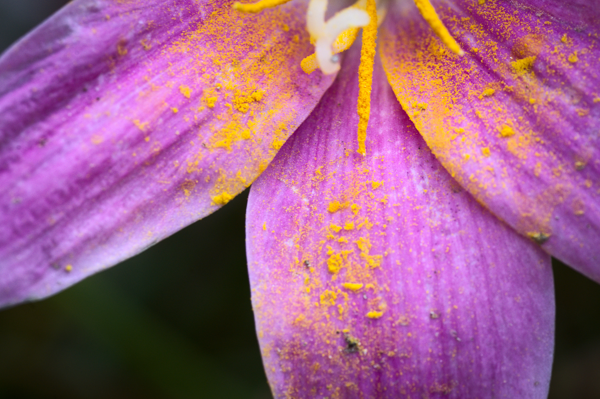 Tamron SP AF 90mm F2.8 Di Macro sample photo. Stardust photography