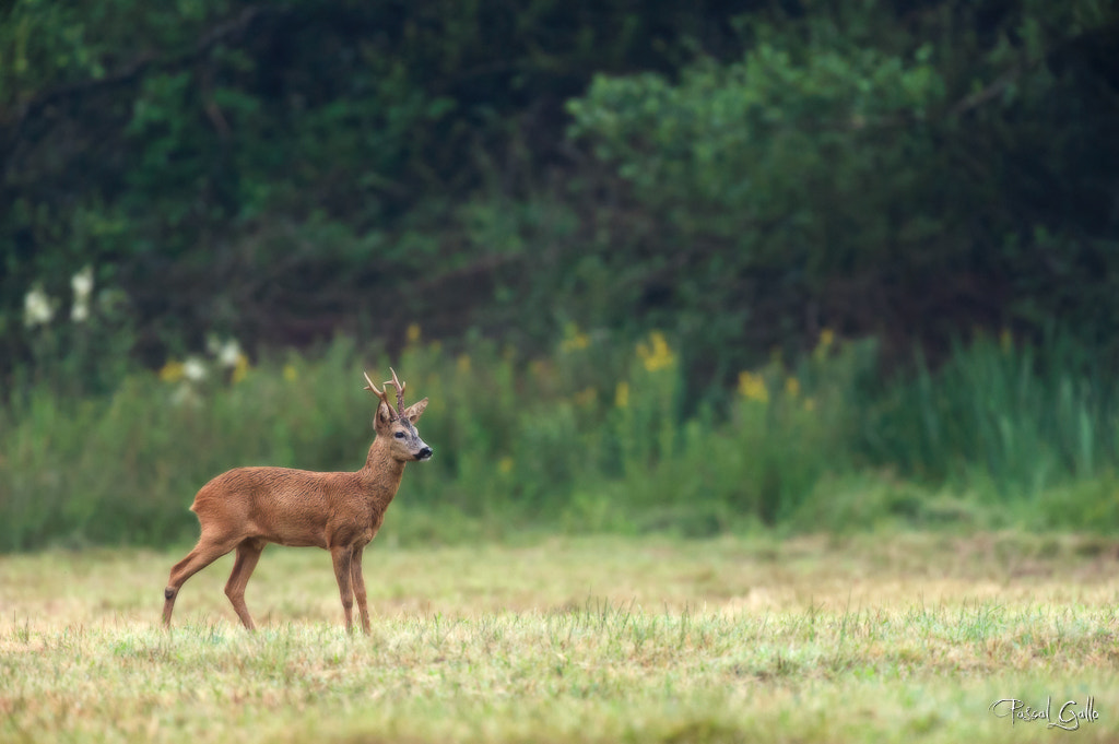 Nikon D3S + Nikon AF-S Nikkor 500mm F4G ED VR sample photo. Roebuck photography