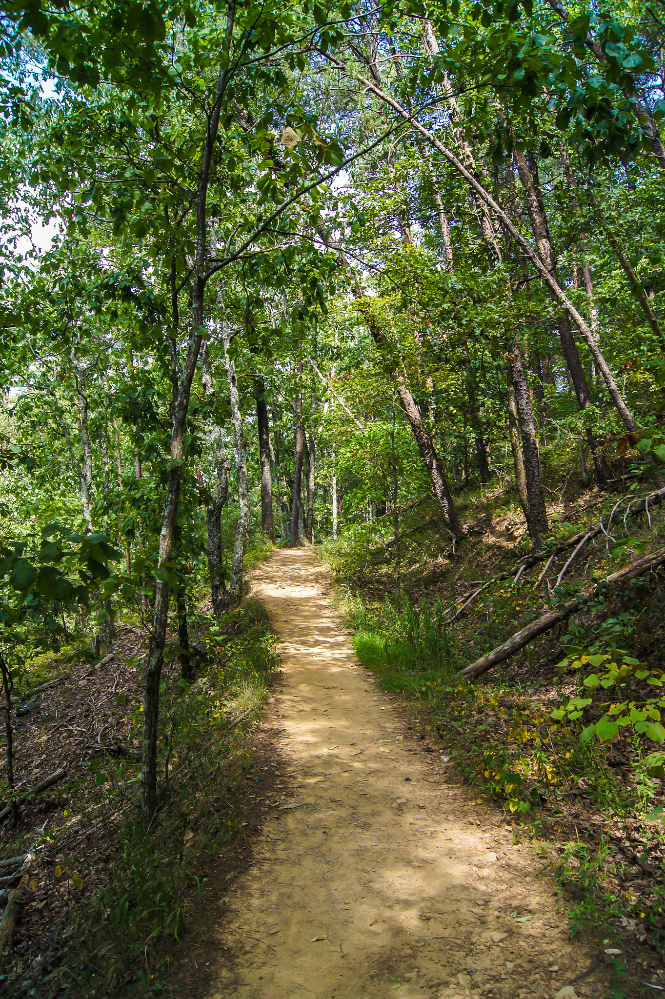 Sony SLT-A33 + Sony DT 18-55mm F3.5-5.6 SAM sample photo. The path photography