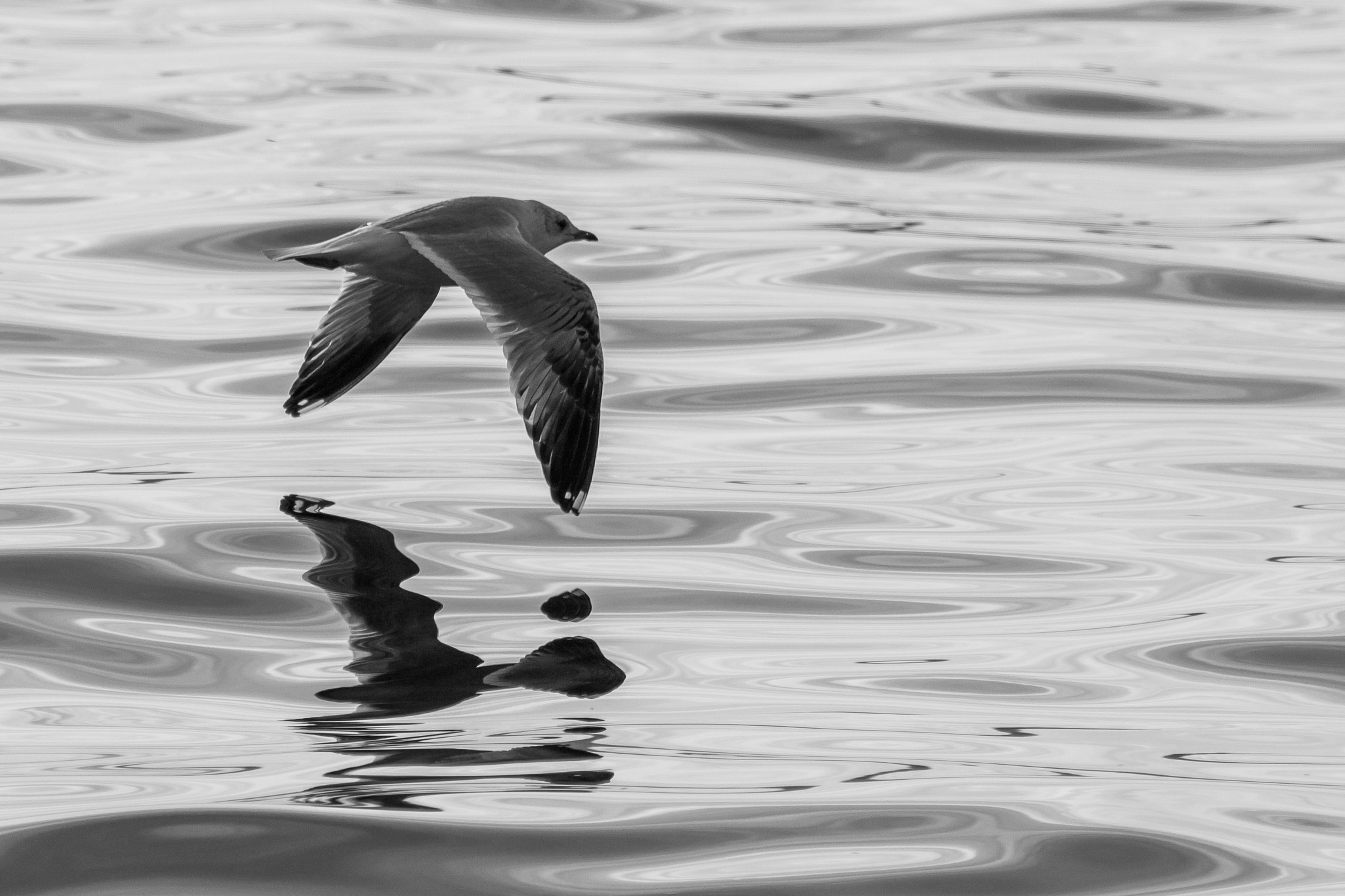 Canon EF 100-400mm F4.5-5.6L IS USM sample photo. Seagull in low altitude flight photography
