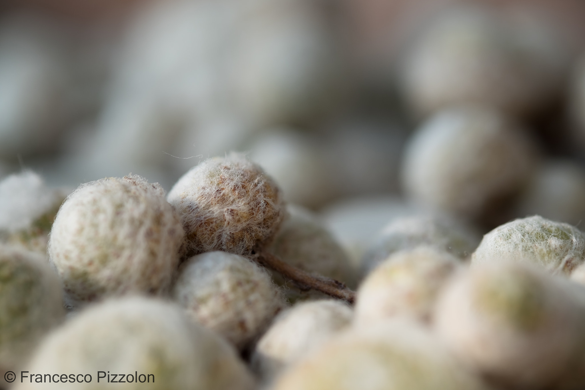 Fujifilm X-T10 + Fujifilm XF 60mm F2.4 R Macro sample photo. Cactus? photography