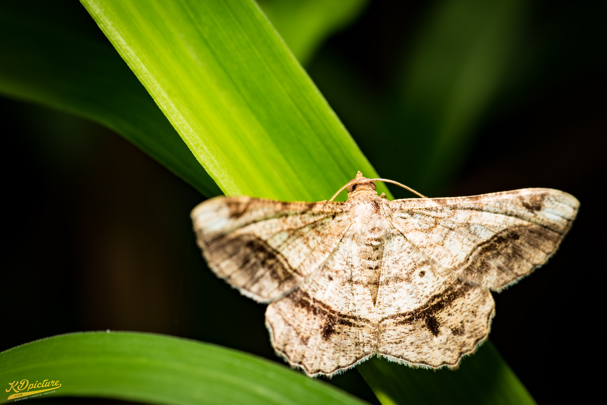 Nikon D750 + AF Nikkor 85mm f/1.8 sample photo. K macro photography