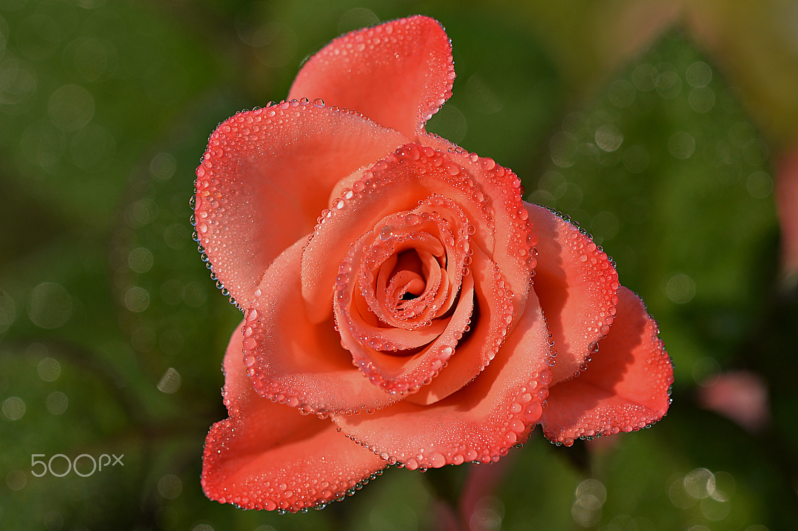 Nikon AF-S Micro-Nikkor 60mm F2.8G ED sample photo. Diamonds... photography