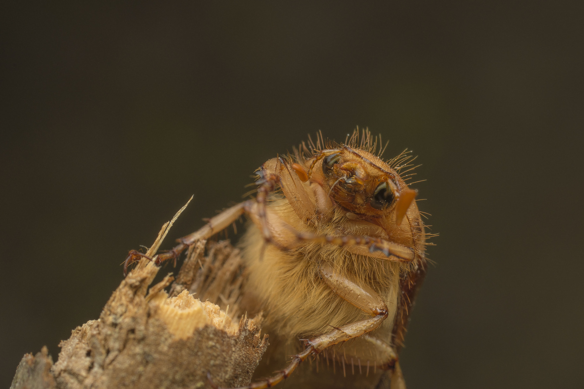 Nikon D5500 + Sigma 50mm F2.8 EX DG Macro sample photo. Brown bug photography