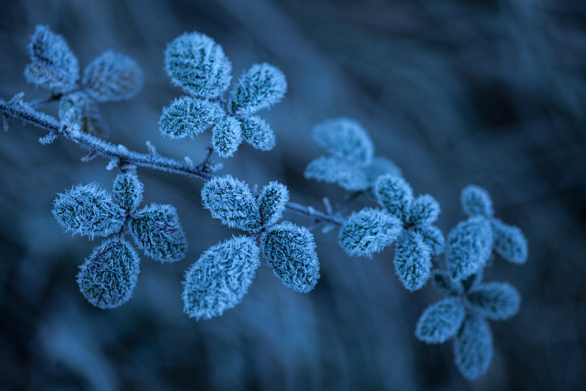 Canon EOS 5D Mark II + Sigma 105mm F2.8 EX DG Macro sample photo. Cristal de givre photography