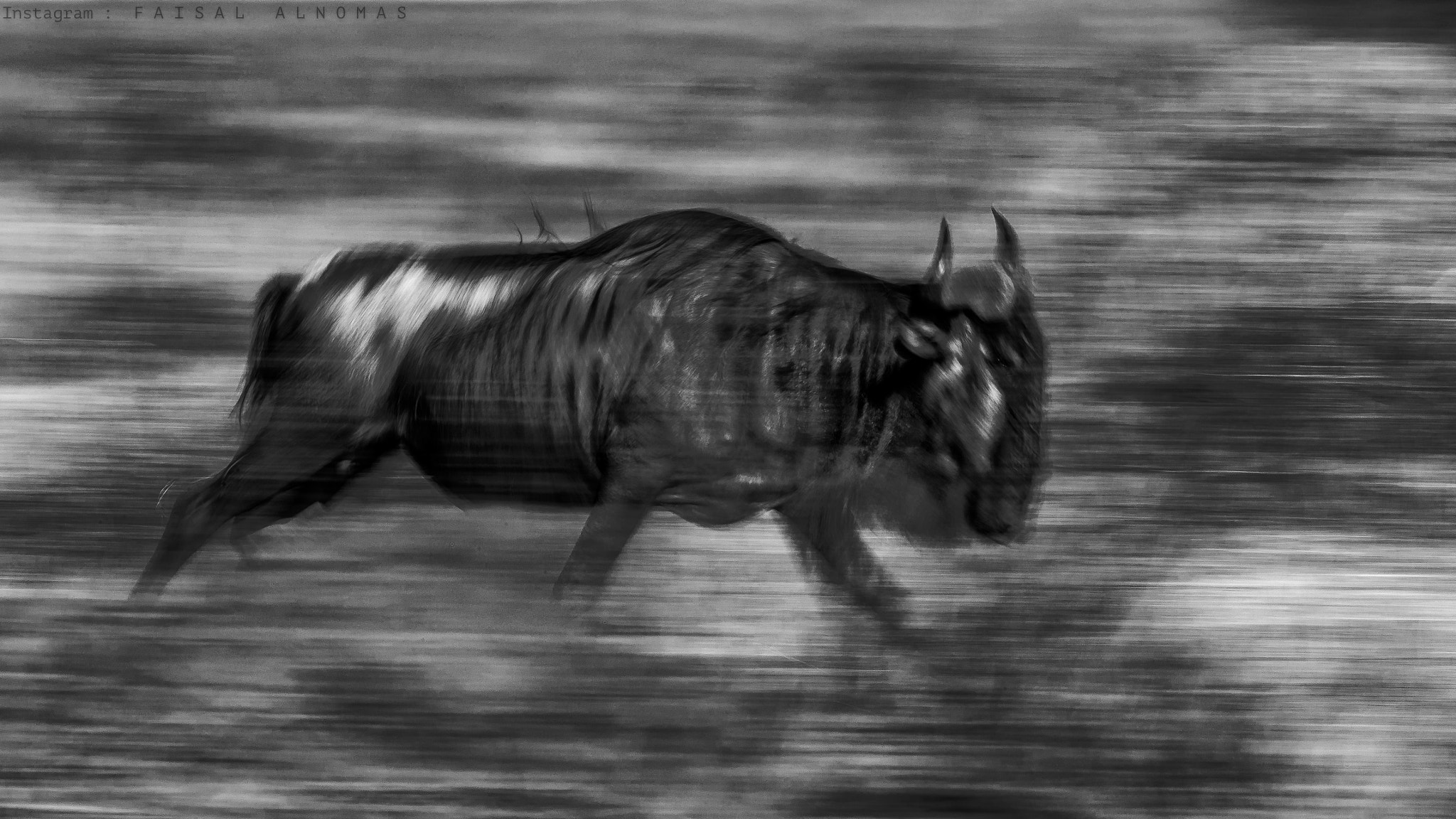 Canon EF 500mm F4L IS II USM sample photo. Wildebeest in motion photography
