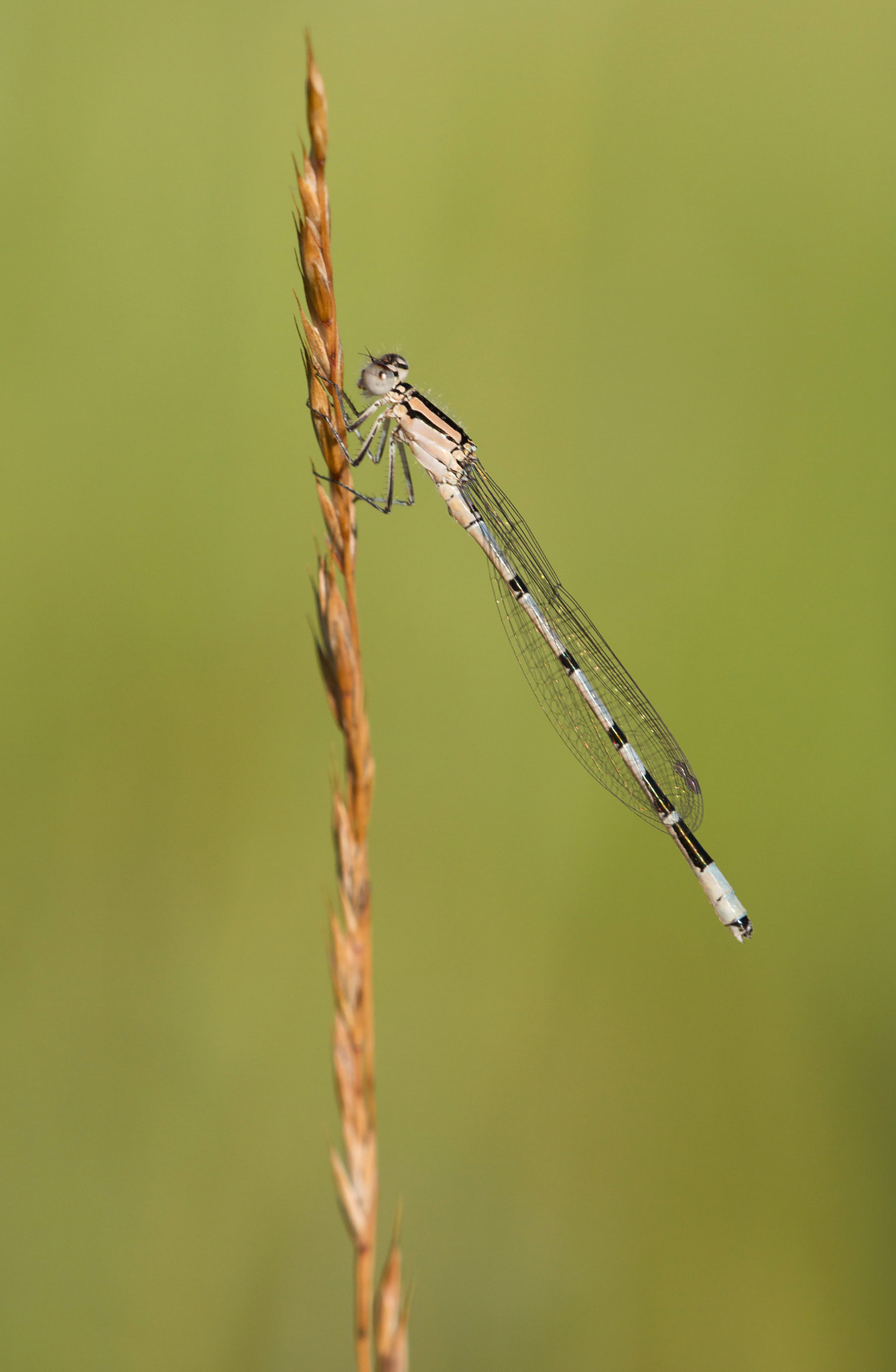 Sigma APO Macro 150mm f/2.8 EX DG HSM sample photo. Coenagrionidae photography
