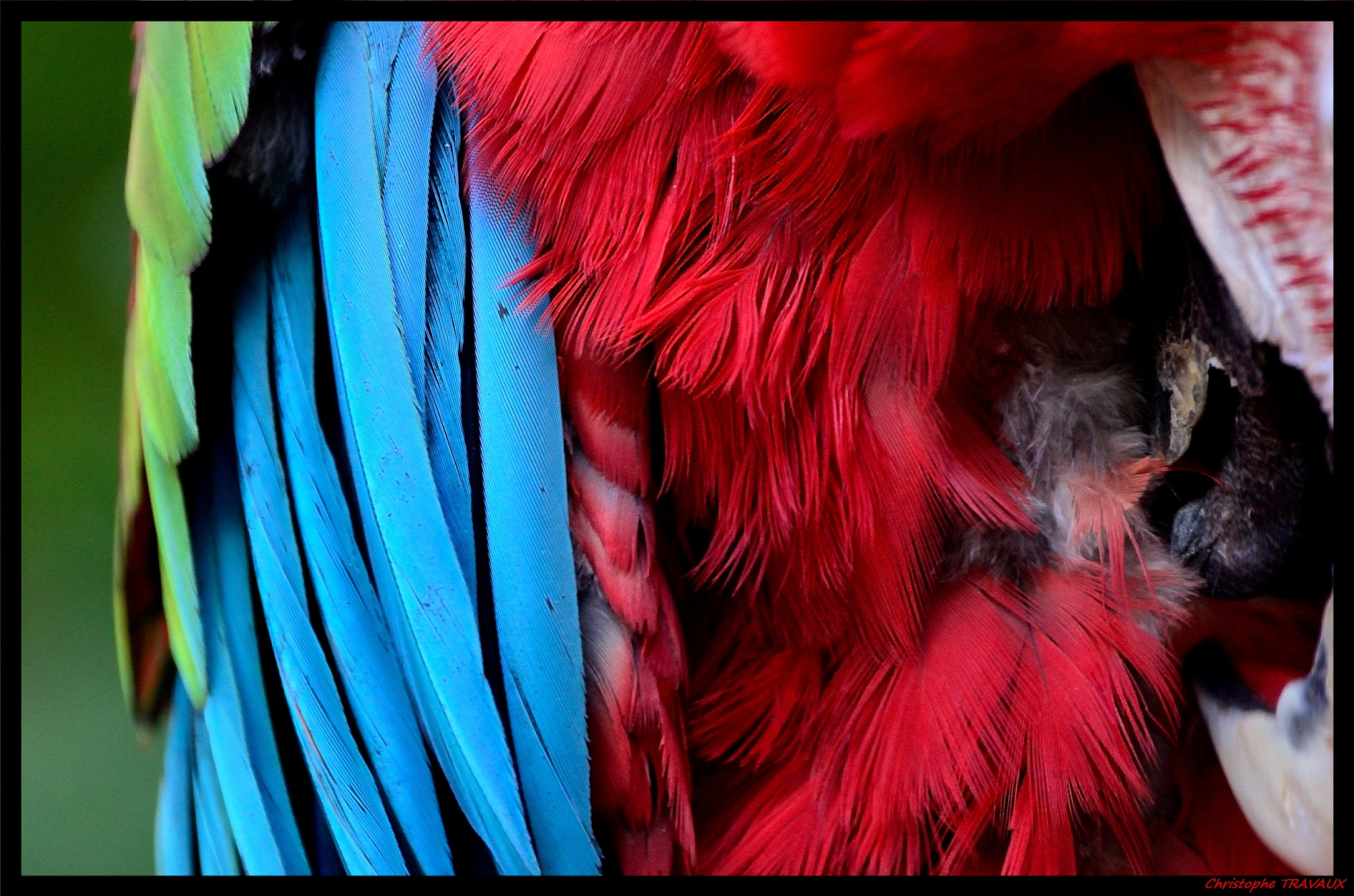 Sigma 150-600mm F5-6.3 DG OS HSM | C sample photo. Gf photography