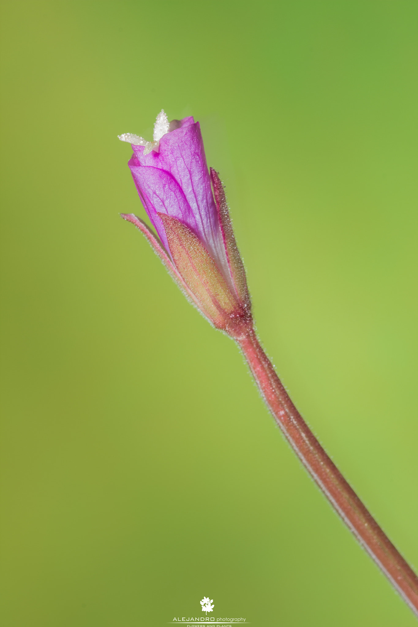 Sigma APO Macro 150mm f/2.8 EX DG HSM sample photo. Naciendo photography