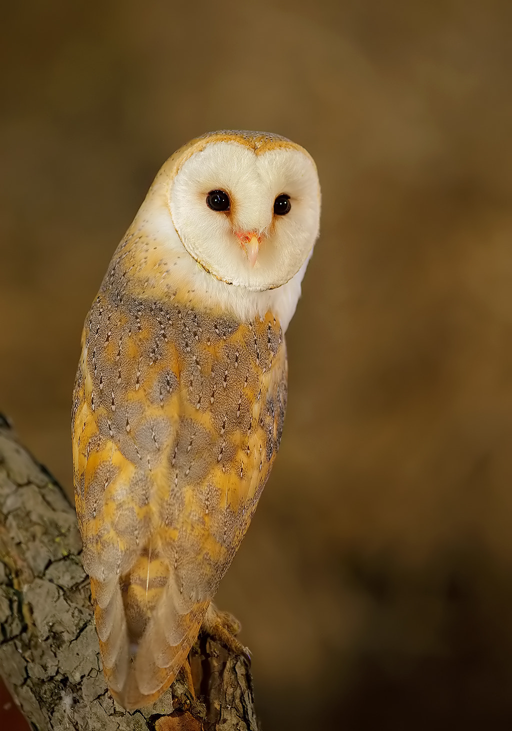 Canon EF 300mm F2.8L IS USM sample photo. Barnowl  photography