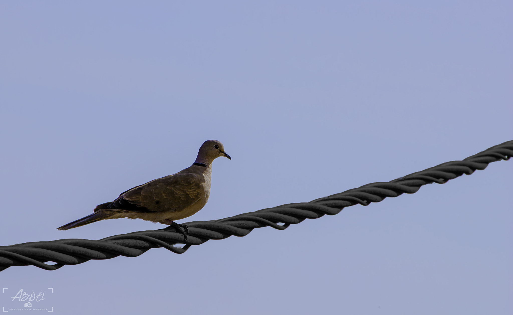 Nikon D50 sample photo. Dove photography