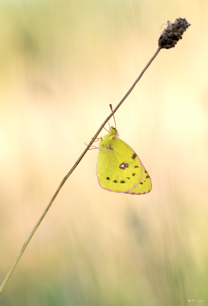 Sigma 105mm F2.8 EX DG OS HSM sample photo. Butterfly photography