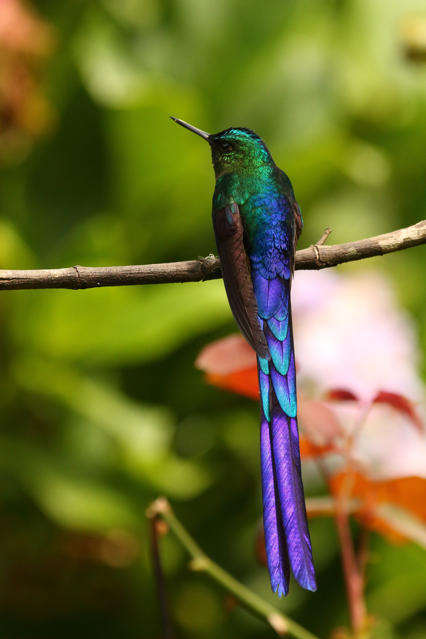 Canon EF 300mm F2.8L IS USM sample photo. Violet tailed sylph - aglaiocercus coelestis photography
