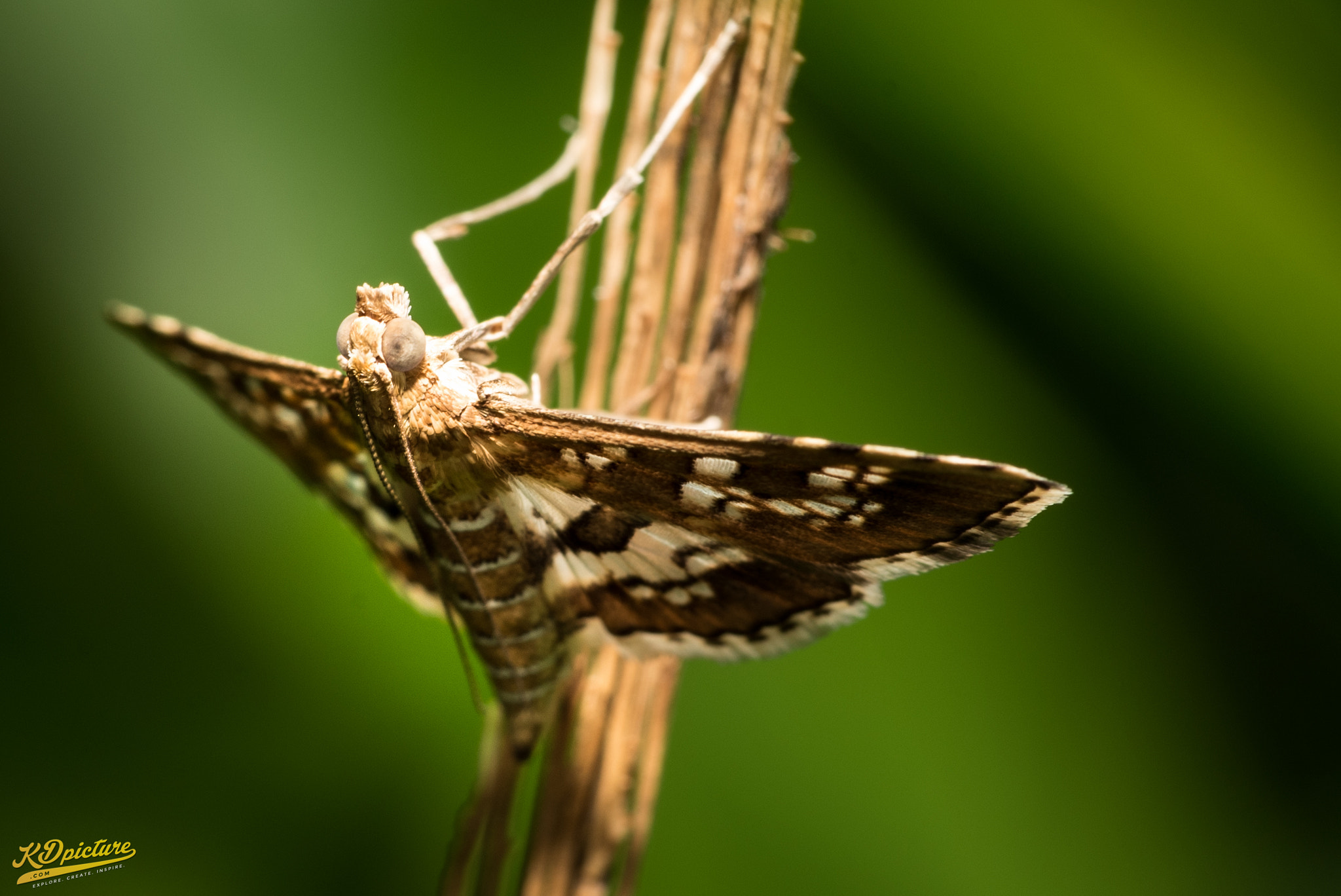 Nikon D750 + AF Nikkor 85mm f/1.8 sample photo. K macro photography