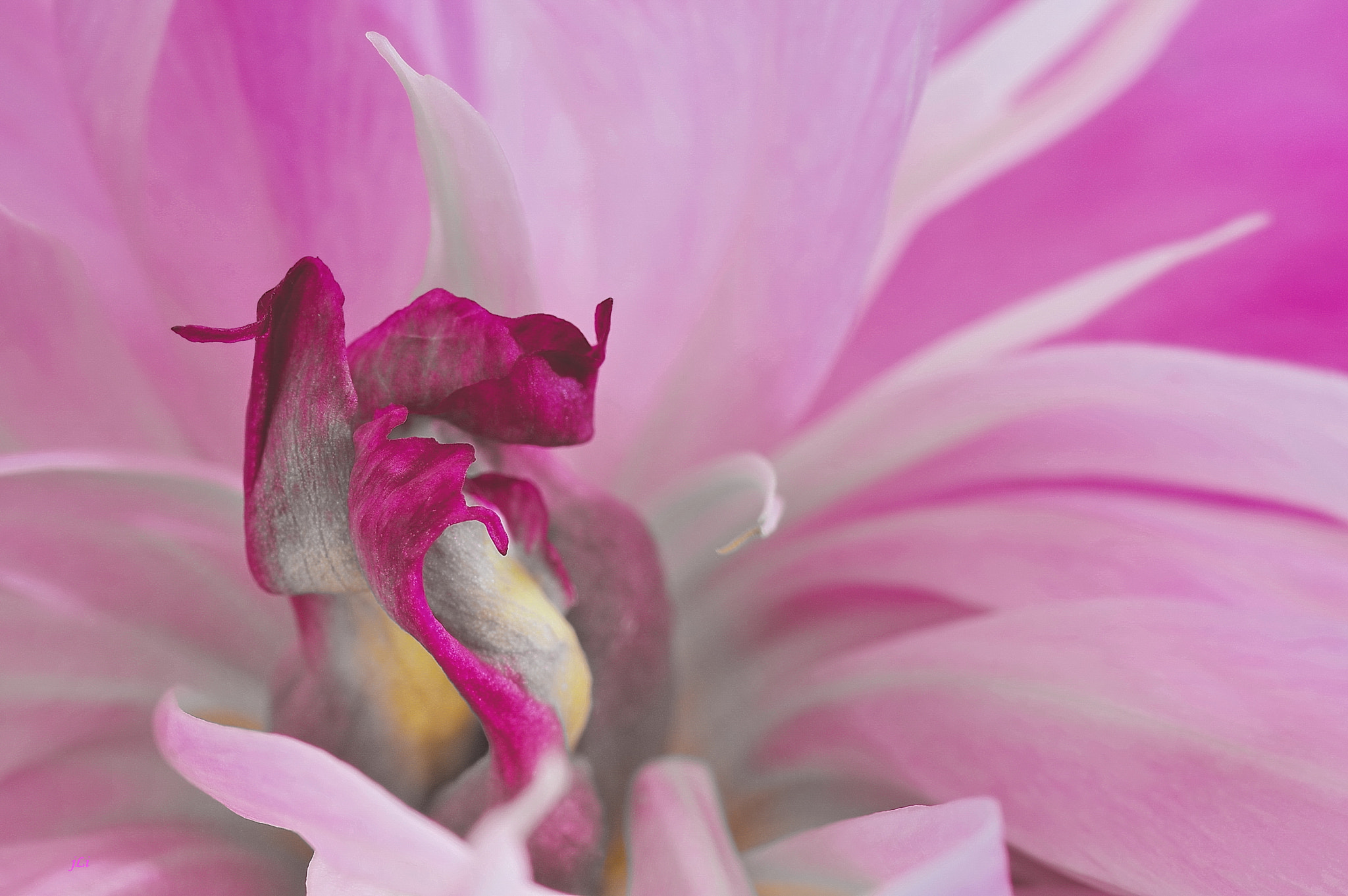 Pentax K-3 + Tamron SP AF 90mm F2.8 Di Macro sample photo. The poetry of nature xiv ;) photography