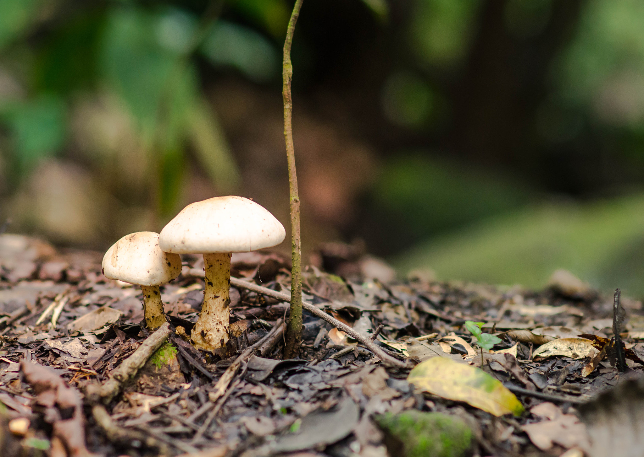 Nikon D7000 + Sigma 85mm F1.4 EX DG HSM sample photo. Magical mushroom photography
