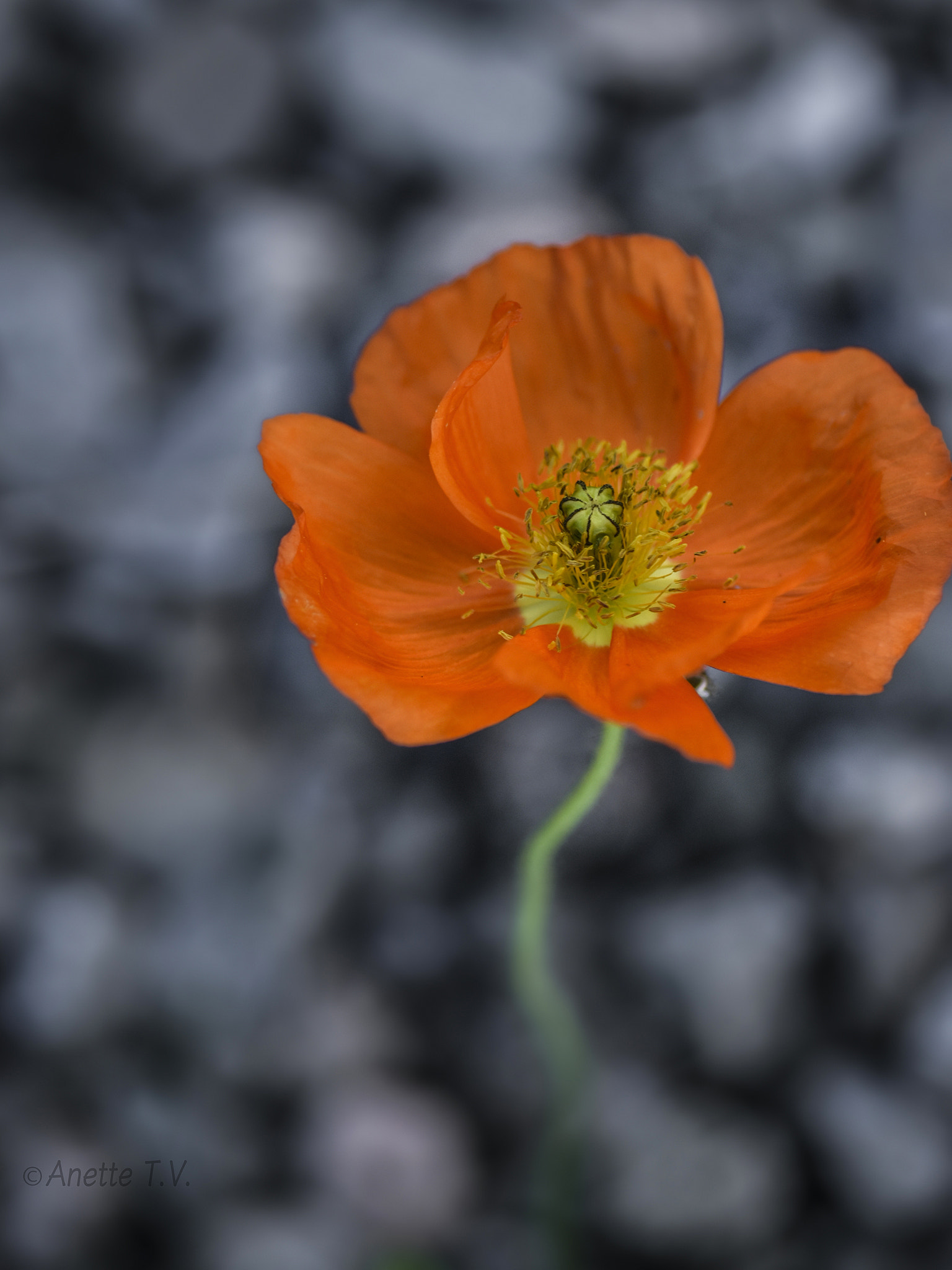Nikon AF-S Micro-Nikkor 105mm F2.8G IF-ED VR sample photo. Dancing poppy.. photography