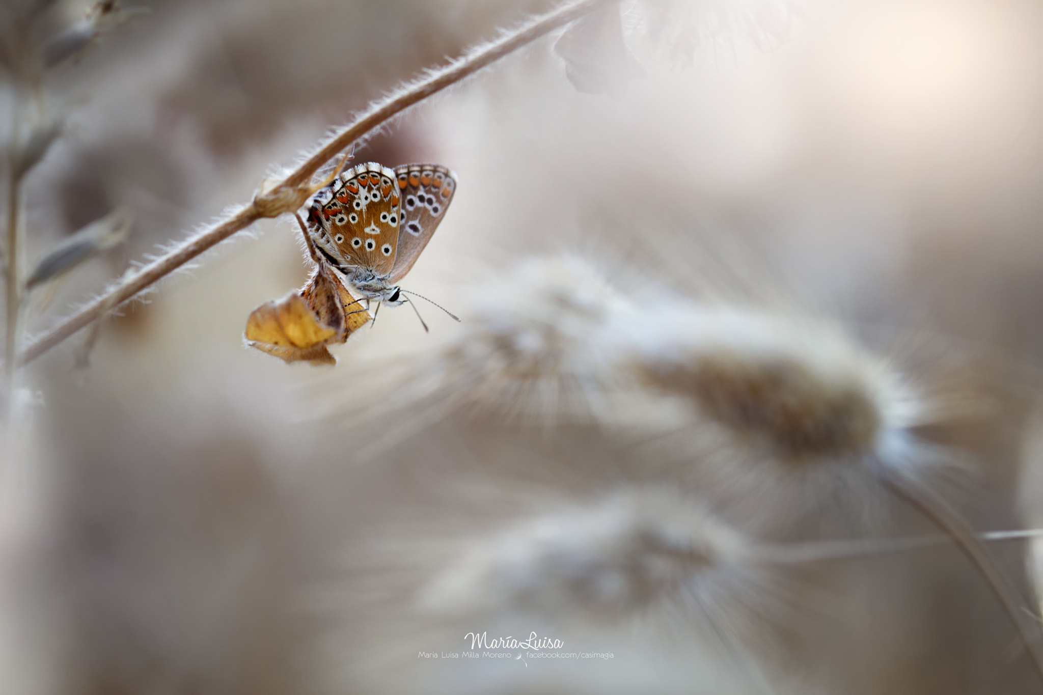 Canon EF 100mm F2.8 Macro USM sample photo. Resting photography