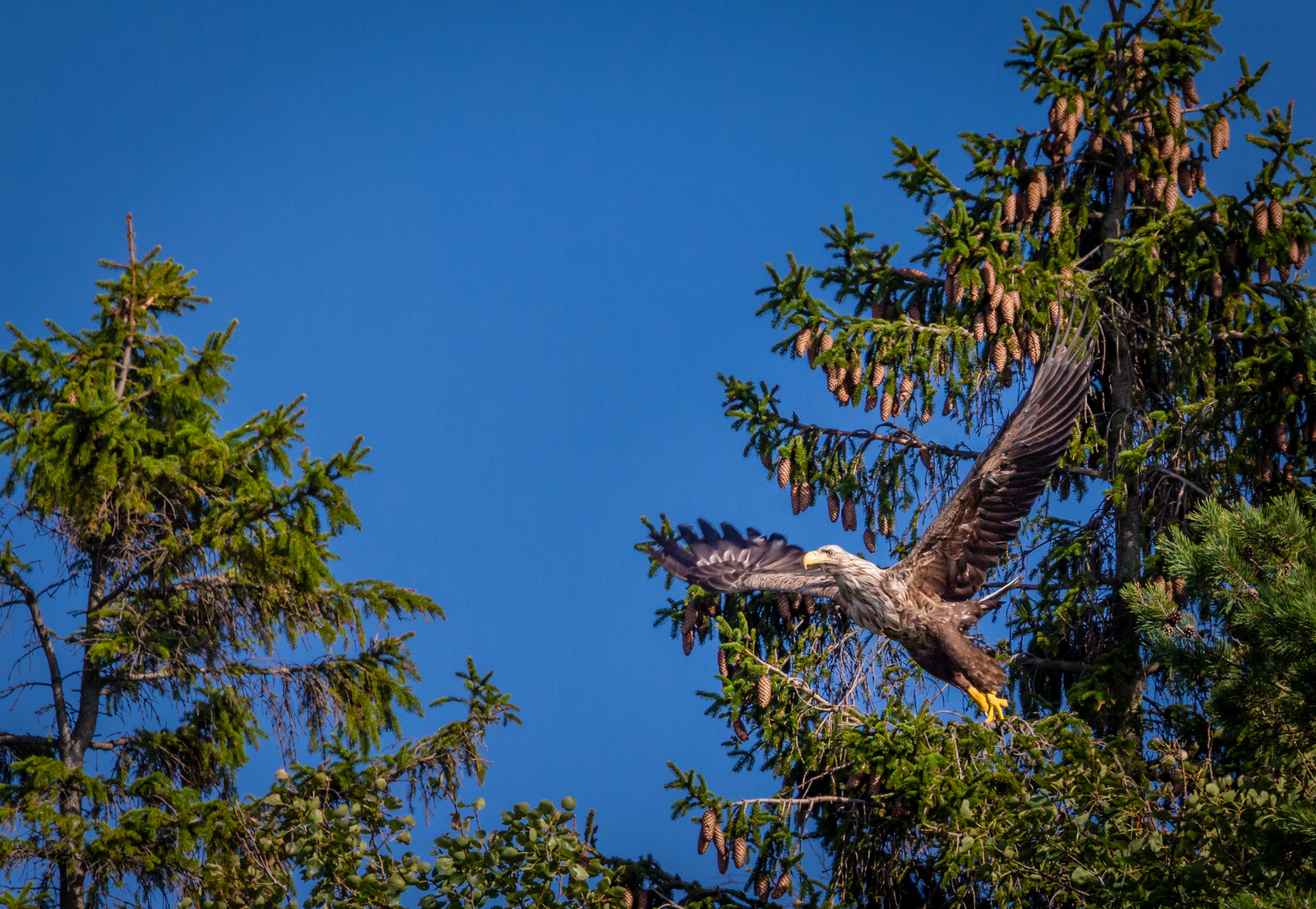 Canon EOS 650D (EOS Rebel T4i / EOS Kiss X6i) + Sigma 150-600mm F5-6.3 DG OS HSM | S sample photo. White-tailed eagle photography