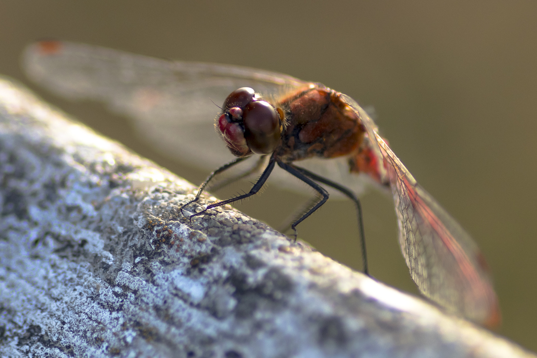 Canon EOS 80D + Tamron SP AF 90mm F2.8 Di Macro sample photo. 5194.jpg photography