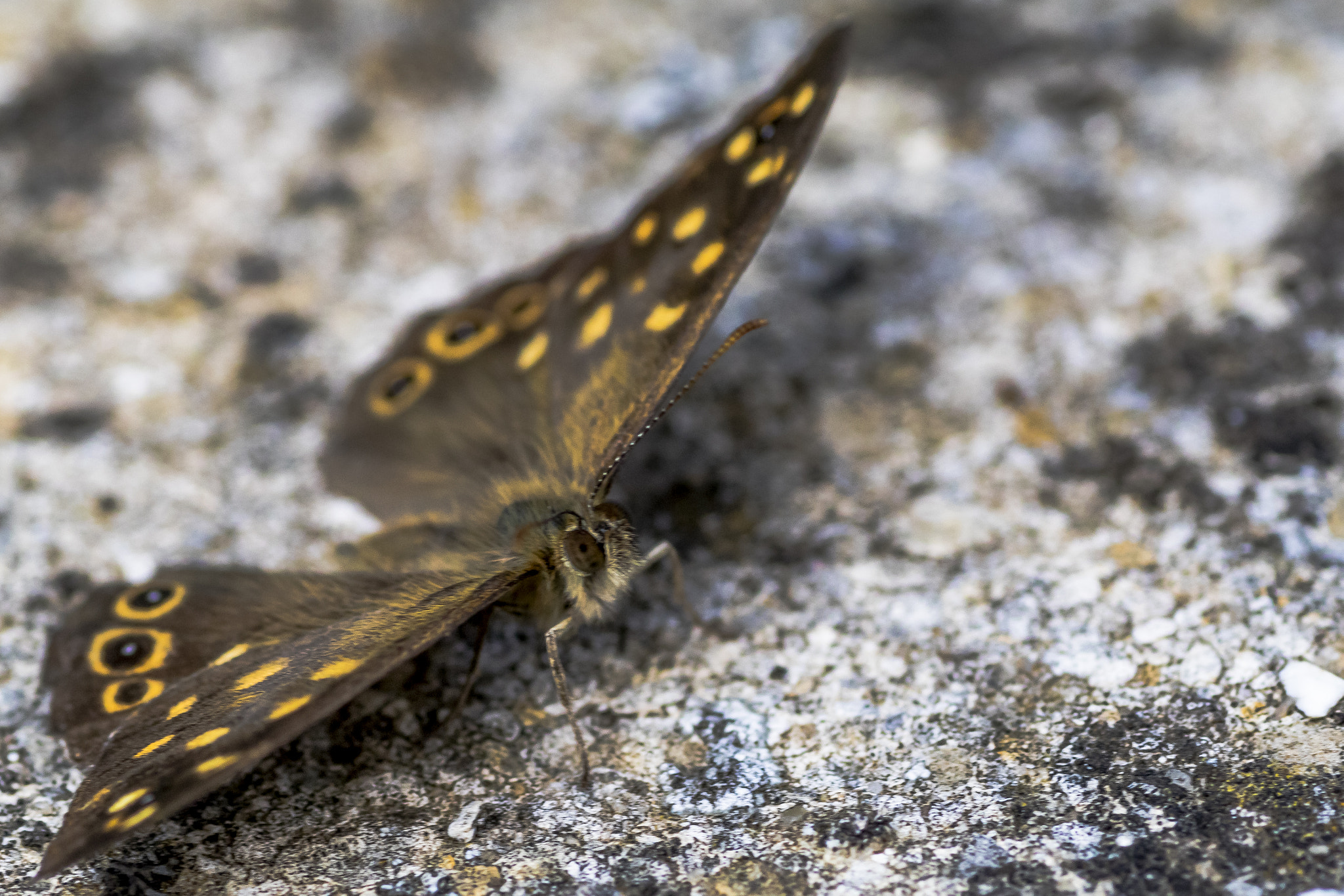 Canon EOS 80D + Tamron SP AF 90mm F2.8 Di Macro sample photo. 5212.jpg photography